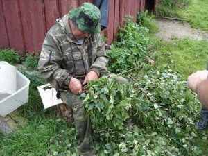 Изготовление банных веников