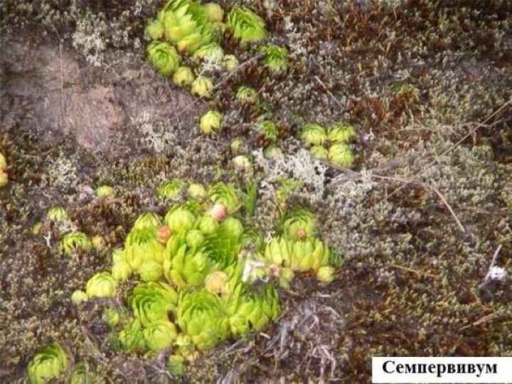 Альпийская горка своими руками: пошаговая инструкция для новичков + фото - видео