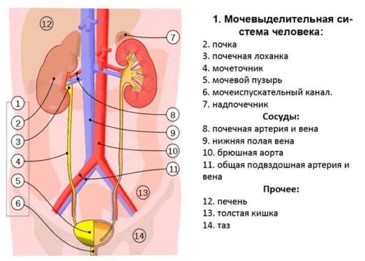 Как париться в бане, чтобы себе не навредить?