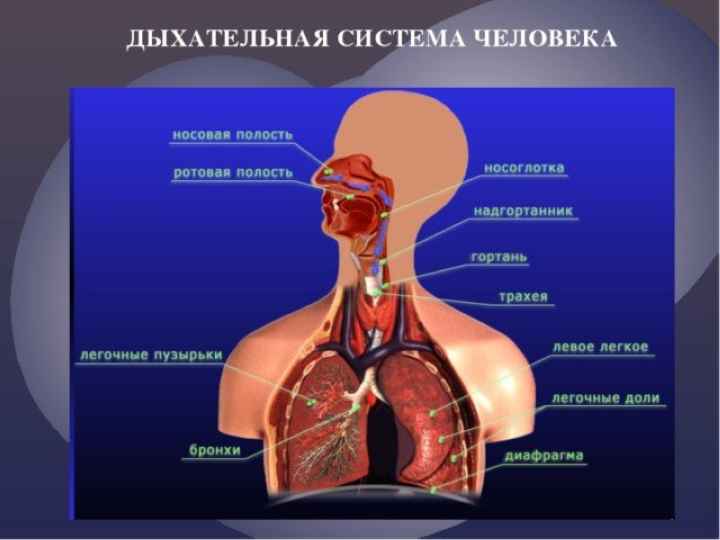 Как париться в бане, чтобы себе не навредить?