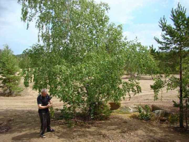 Отдельно растущие молодые деревья - отличный выбор