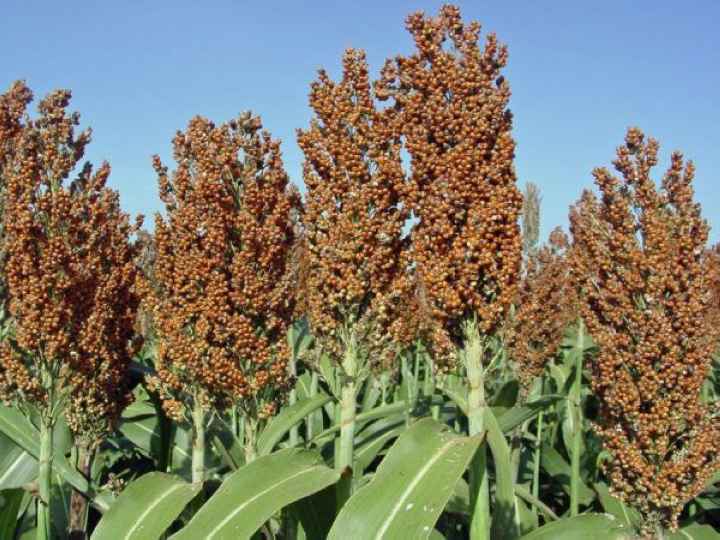 Сорго (лат. Sorghum)