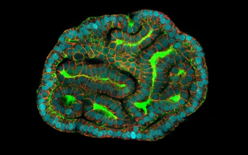 Исследователи впервые создали органоиды из живых фетальных клеток