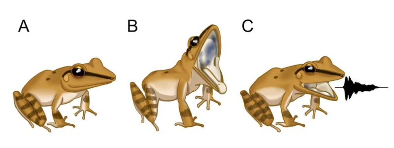 Чтобы защитить себя, эта лягушка издает ультразвуковой крик