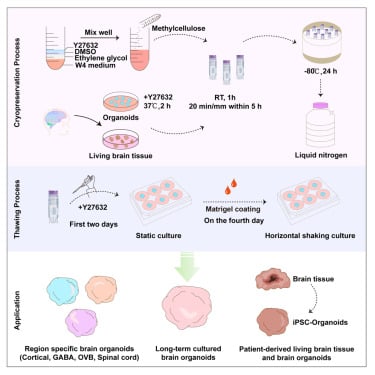 Полностью функциональная ткань человеческого мозга после 18 месяцев криогеники благодаря новому химическому коктейлю