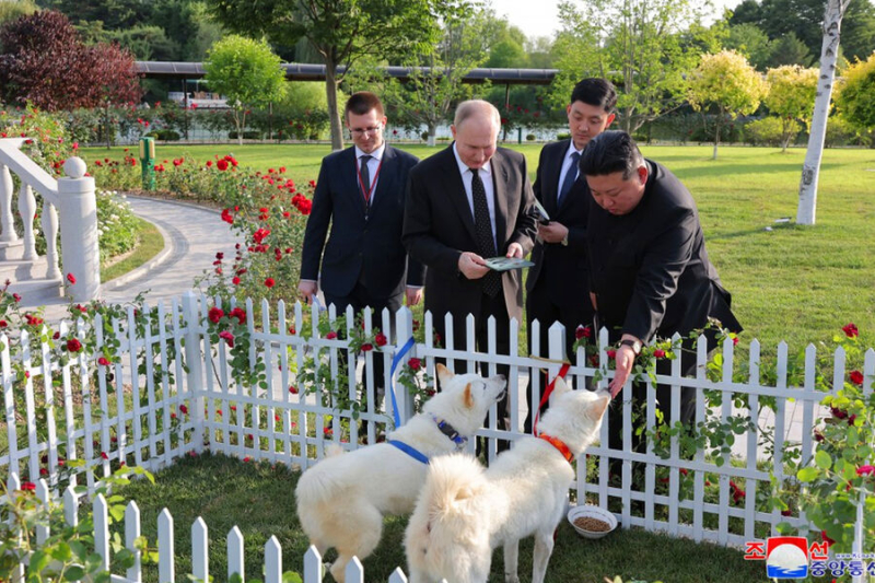 Песков заявил, что корейским собакам Путина пока не дали клички