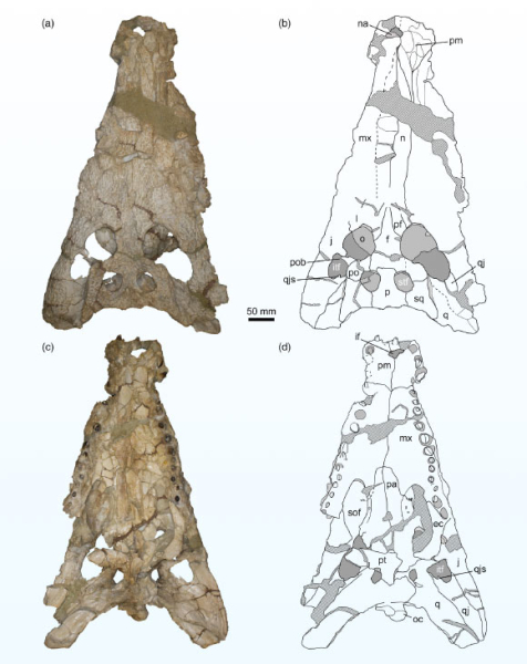 Палеонтологи открыли новый вид древних крокодилов