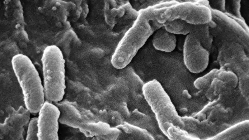 Эволюция безобидной бактерии: как Pseudomonas aeruginosa превратилась в глобальную угрозу для здоровья