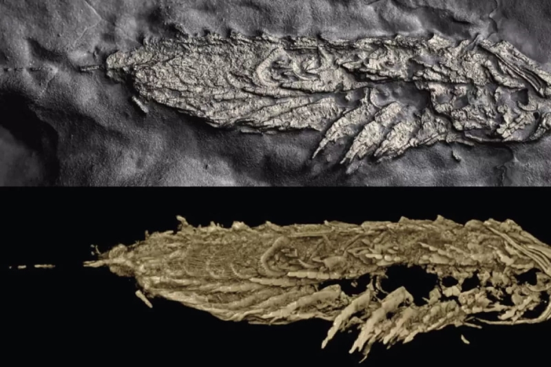 Чрезвычайно редкие окаменелости выявили мягкие ткани существа возрастом 450 миллионов лет