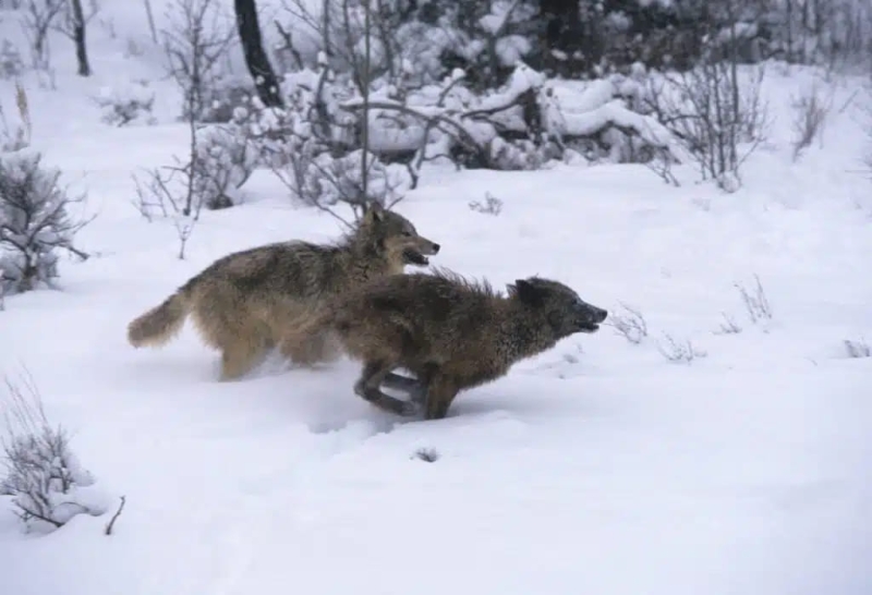 Это маленькое животное способно напугать стаю волков