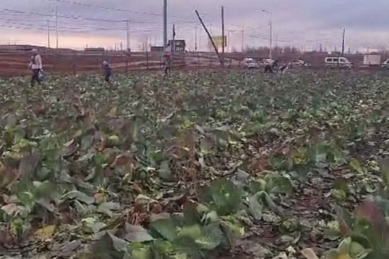 Поля якутского фермера разграбили из-за видео о якобы бесплатной раздаче урожая