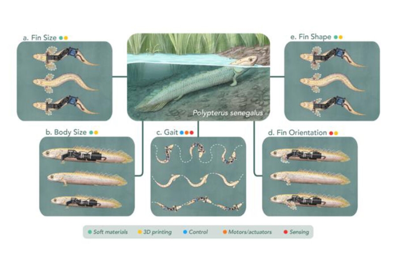 Science Robotics: палеороботы помогут выяснить, как рыбы вышли на сушу
