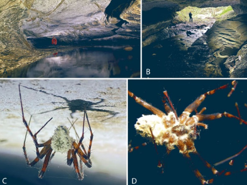 В ирландских пещерах обнаружены пауки-зомби, зараженные грибком